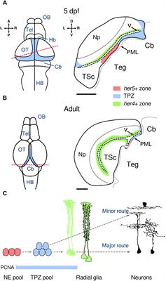 Functional Integration of Newborn Neurons in the Zebrafish Optic Tectum